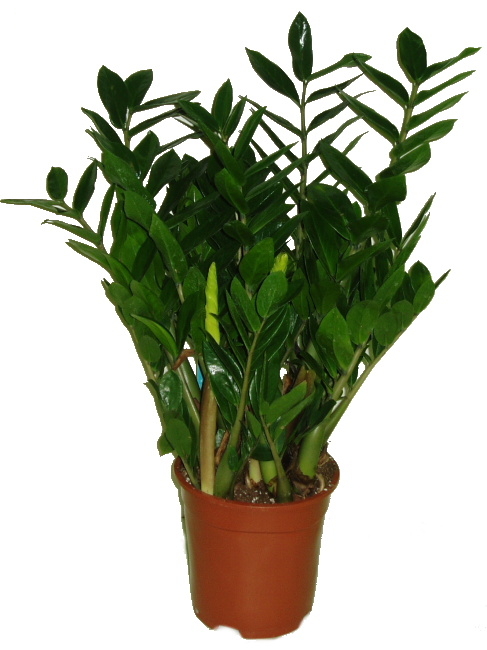ZAMIOCULCAS ZAMIIFOLIA