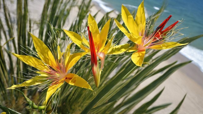 Divoká flora 