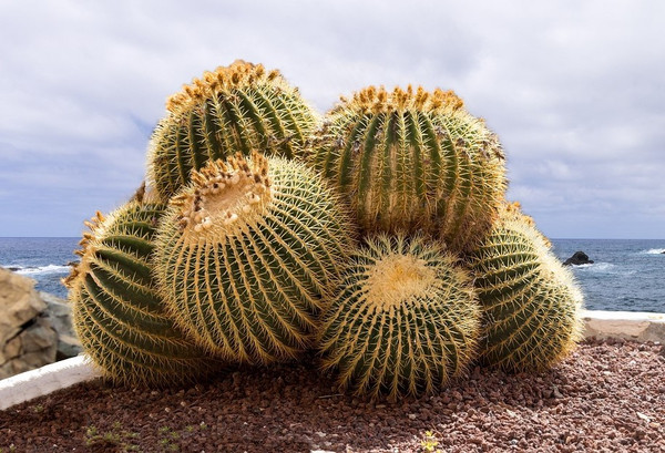 echinocactus12