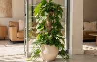 Epipremnum aureum - Pothos: Nesmrtelná liána pro každý domov