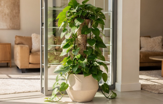 Epipremnum aureum - Pothos: Nesmrtelná liána pro každý domov