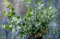Eukalyptus: Aromaterapie ze zahrady