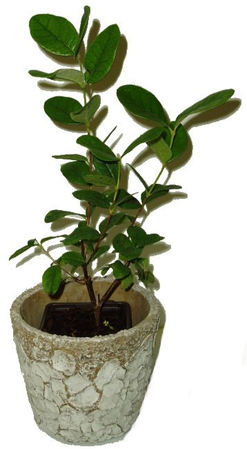 Fejchoa