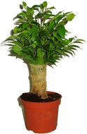 Ficus