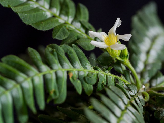 Biophytum sensitivum