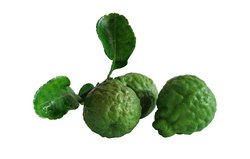 Kafrová limeta - Hystrix