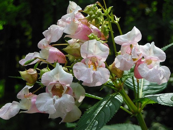 Netýkavka - Impatiens