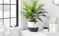 Cyathea cooperi: Exotická krása australské stromové kapradiny