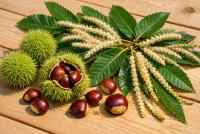 Kaštanovník jedlý: Strom s duší staré Evropy