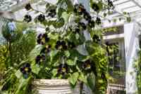 Kennedia nigricans: Exotická réva s černými květy