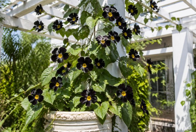 Kennedia nigricans: Exotická réva s černými květy
