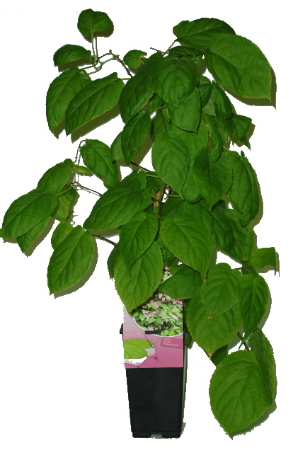 kiwi actinidia kolomikta dr schymanowski 1054 14952