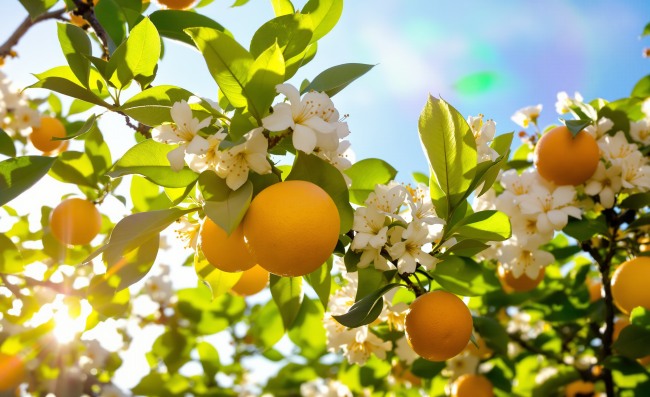Čekání na první květ: Trpělivost citrusového pěstitele