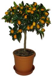 Kumquat - Citrus japonica 
