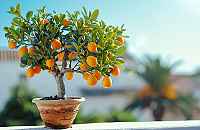 Seznamte se s Kumquatem: Malý citrus s velkým srdcem