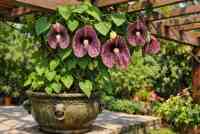 Podražec velkokvětý: Liána, která zastaví čas