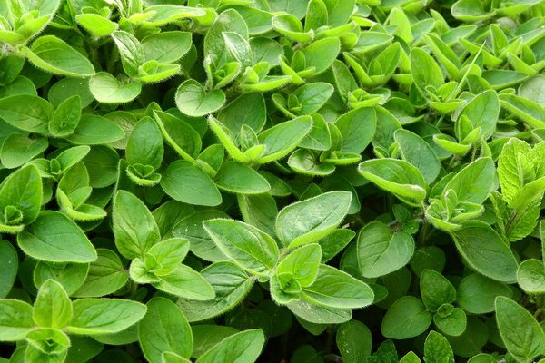 marjoram 2370814 960 720