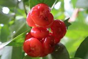 MARTEJ - EUGENIA MYRTIFOLIA