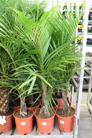 mascarena verschafeltii