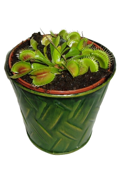 masozrava rostlina masozravka mucholapka podivna 968 990