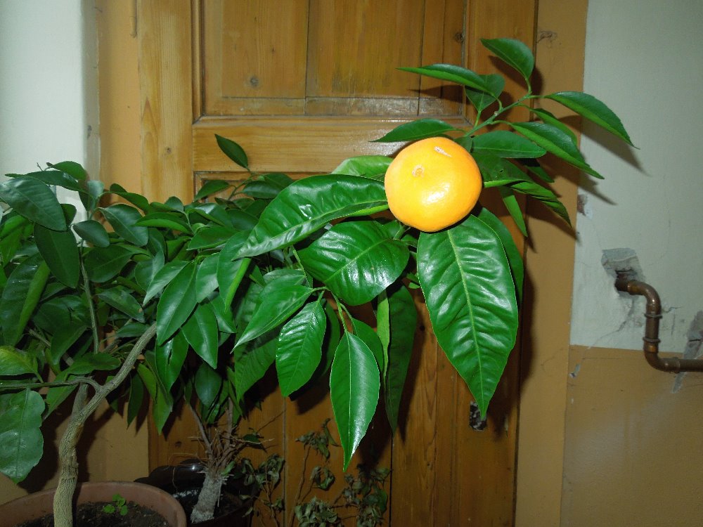 Moje mandarinka citrus