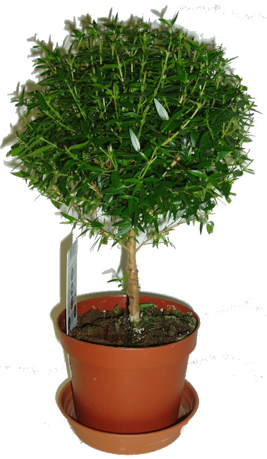 myrtus communis myrta obecna na kminku