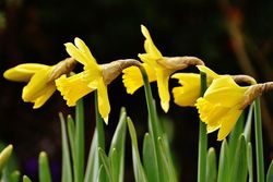 Narcis - Narcissus tete