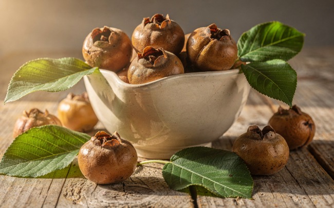 Mišpule obecná - Středověký poklad s unikátní chutí Mišpule obecná - Středověký poklad s unikátní chutí