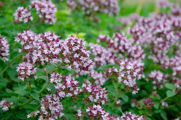 oregano 4743918 960 720