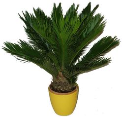 Cycas revoluta