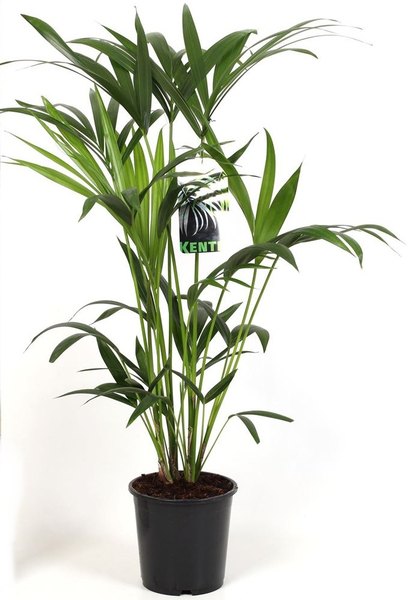 palma howea forsteriana 3854 3693