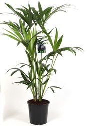 Rajská palma - Howea Forsteriana
