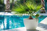 Palma Trachycarpus: Exotický skvost, který ozdobí Vaši zahradu