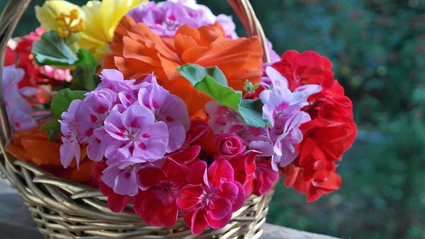 pelargonia123