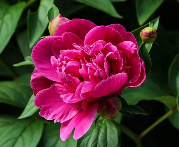 pink peony 111909 960 720