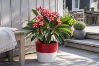 Plumeria: Květina bohů, která voní jako ráj