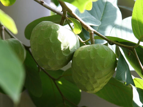 annona cherimolia