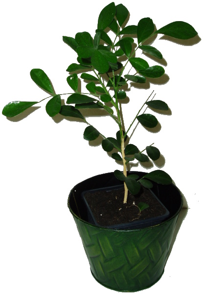 pomerancovy jasmin murraya paniculata 