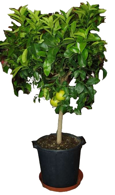 citrus
