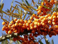 RAKYTNÍK ŘEŠETLÁKOVÝ – HIPPOPHAE RHAMNOIDES