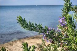 Rozmarýn lékařský - Salvia rosmarinus
