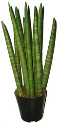 TCHÝNIN JAZYK – SANSEVIERIA