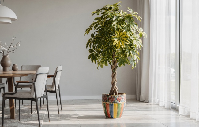 Schefflera - Šeflera: Deštníková rostlina s palmovým šarmem Schefflera - Šeflera: Deštníková rostlina s palmovým šarmem