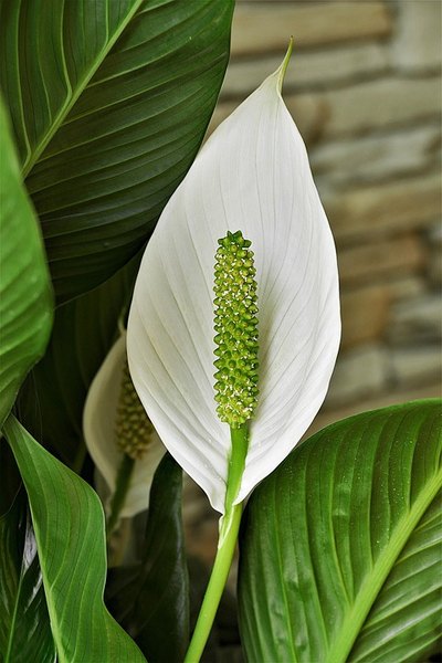 spathiphyllum 4260803 960 720