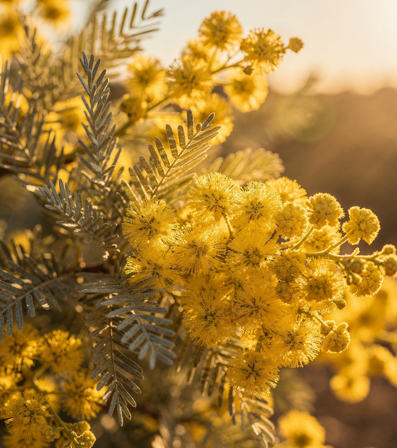 Acacia dealbata - Akácie stříbrná