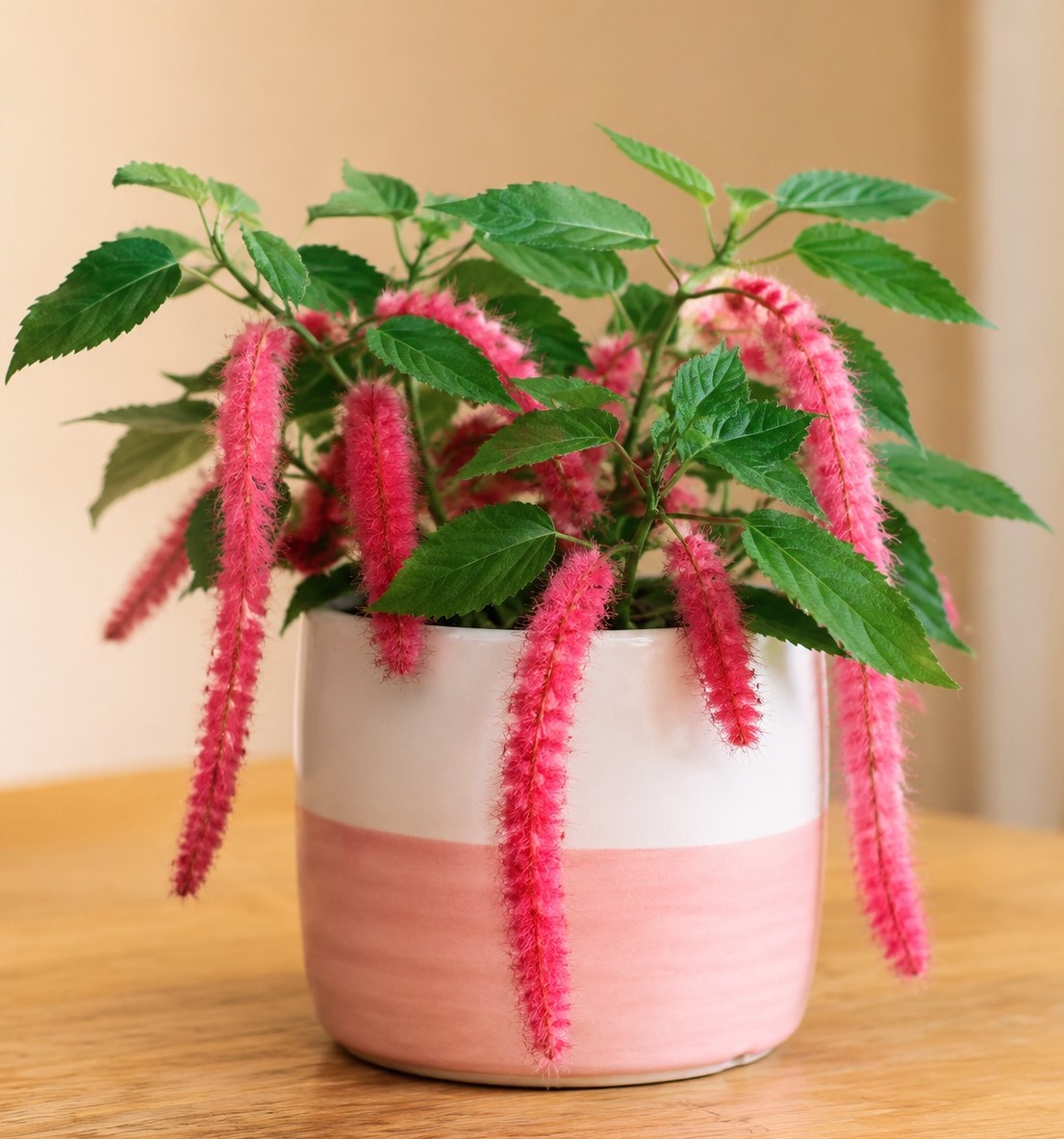 Acalypha hispida 'Pink Tail' - Kočičí ocásek