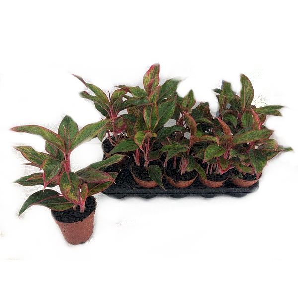 Aglaonema jungle red