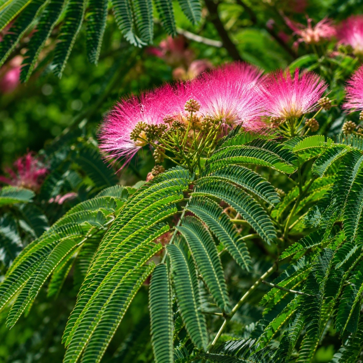 Albizia julibrissin Ombrella - Albízie hedvábná