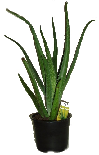 Aloe vera - pěkné naducané listy