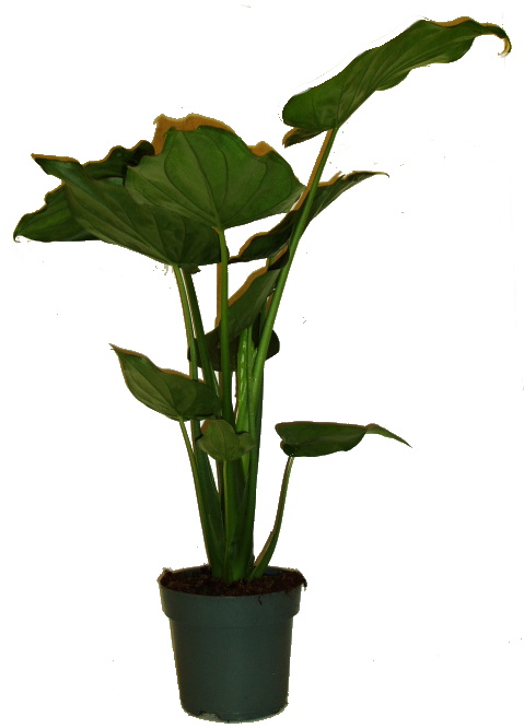 Alokázie - Alocasia Cucullata - velká